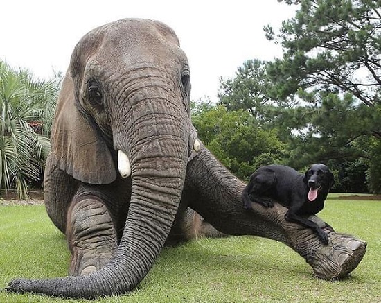 الفيل والكلب