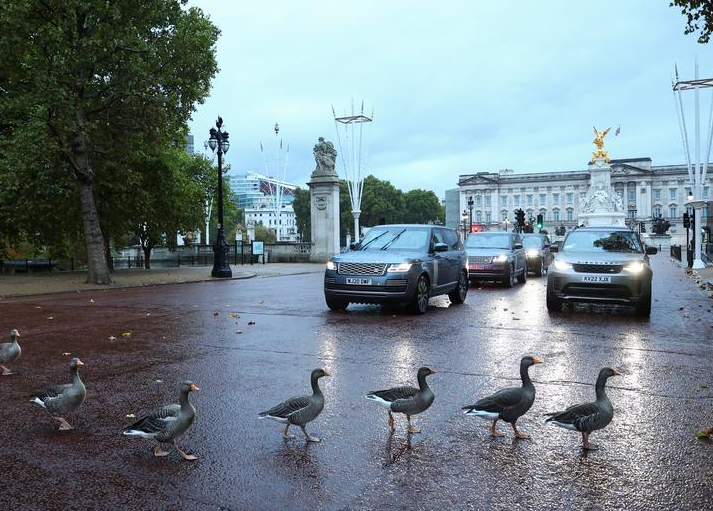 مجموعة من الأوز توقف حركة المرور في المركز التجاري أثناء عبورهم الطريق أمام قصر باكنغهام في لندن ، بريطانيا. 10 أكتوبر  تشرين الأول