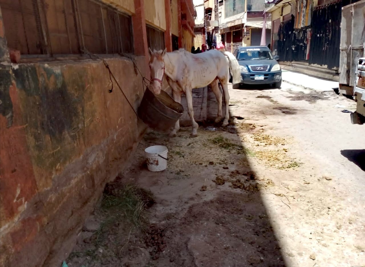 رصد مخالفات روث الخيول بشوارع مدينة الأقصر
