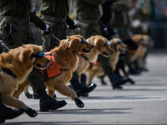 كلاب الشرطة الشيلية في مسيرة خلال العرض العسكري السنوي في متنزه برناردو أوهيغينز في سانتياغو