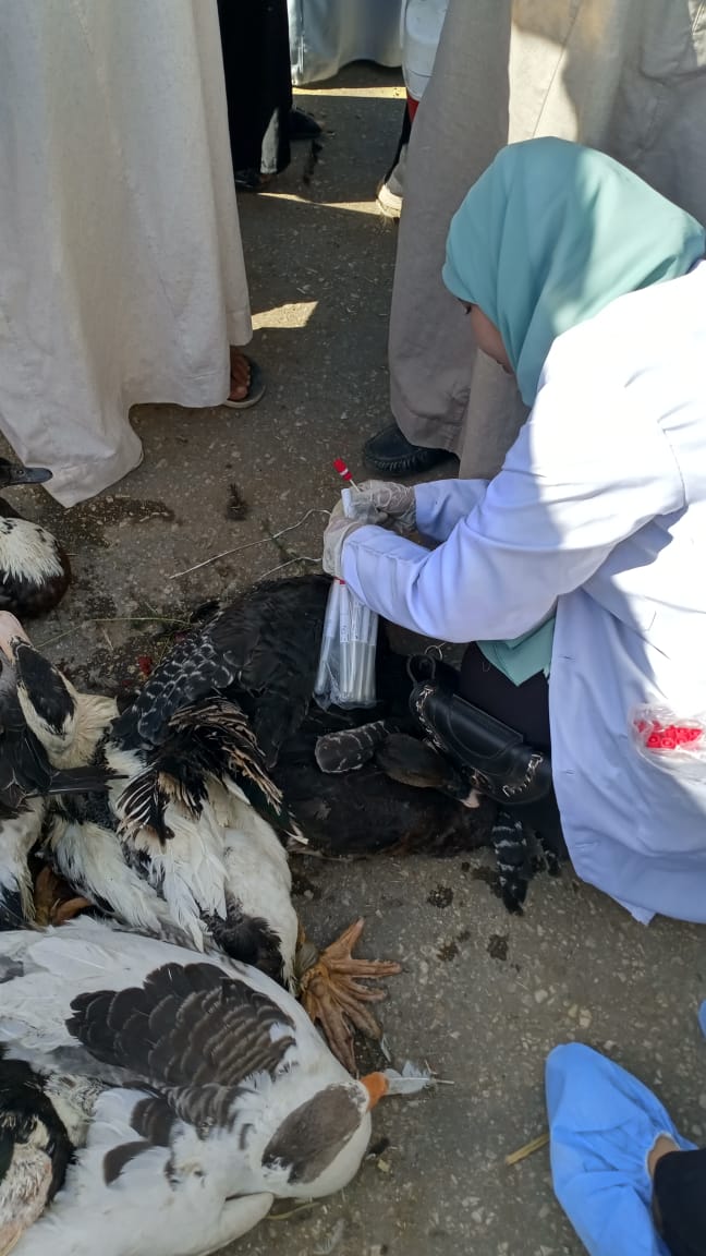 جانب من عمليات التحصين ضد إنفلونزا الطيور