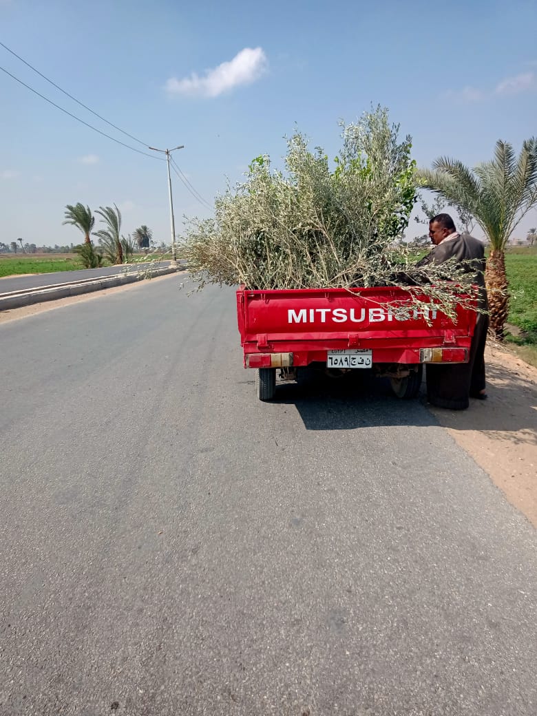 زراعة 200 شجرة مثمرة على جانبي الطريق الصحراوي الغربي بمركز العدوة بالمنيا (2)