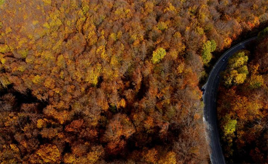غابة من الأشجار مع أوراق الخريف في صورة جوية التقطت في مافروفو  مقدونيا