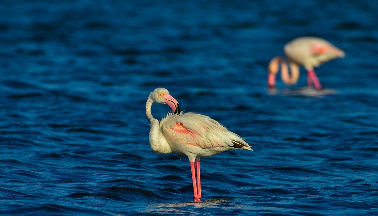 Port Fouad, a natural reserve for flamingos (14)