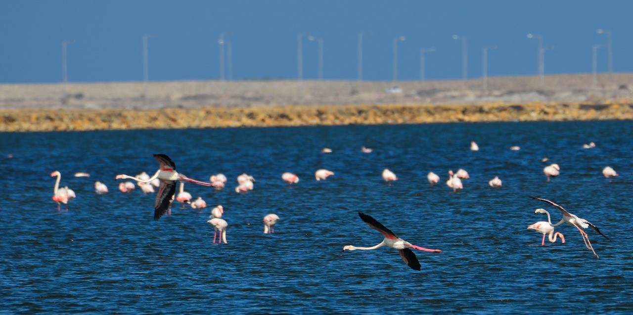 Port Fouad, a natural reserve for flamingos (2)