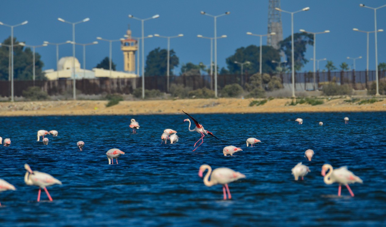 Port Fouad, a natural reserve for flamingos (8)