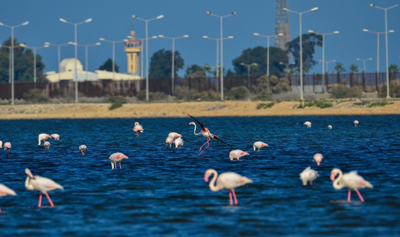 Port Fouad, a nature reserve for flamingos (11)