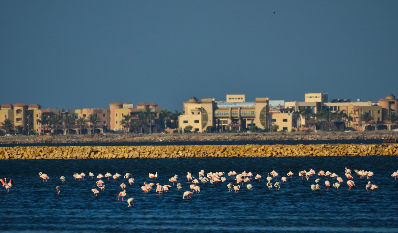 Port Fouad, a natural reserve for flamingos (16)