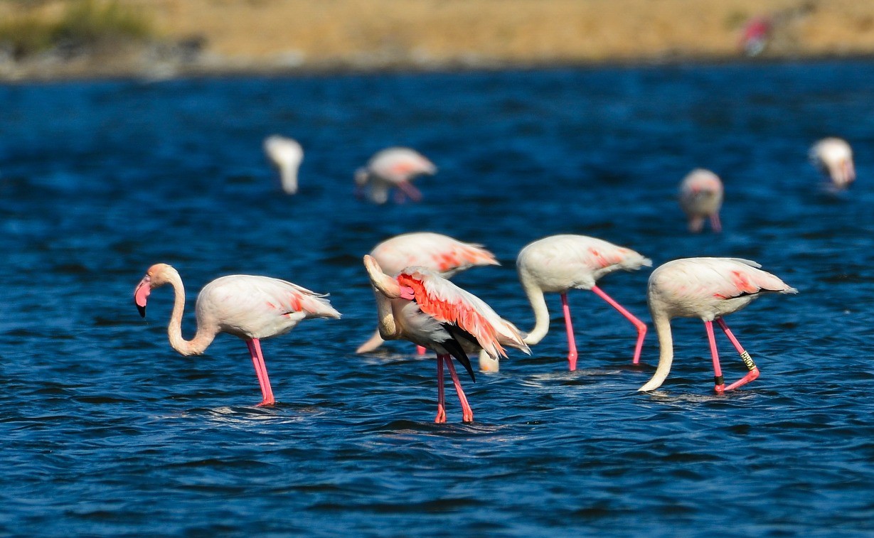 Port Fouad, a natural reserve for flamingos (1)