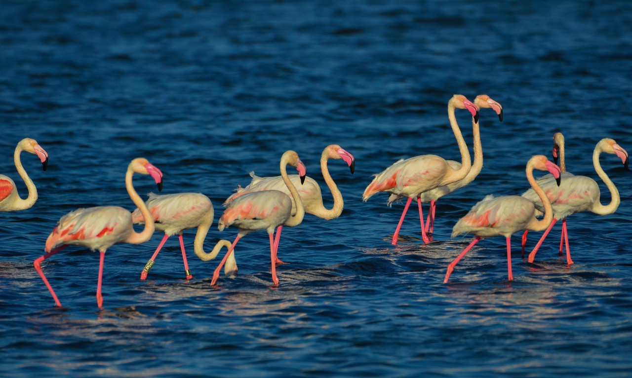 Port Fouad is a natural reserve for flamingos (9)