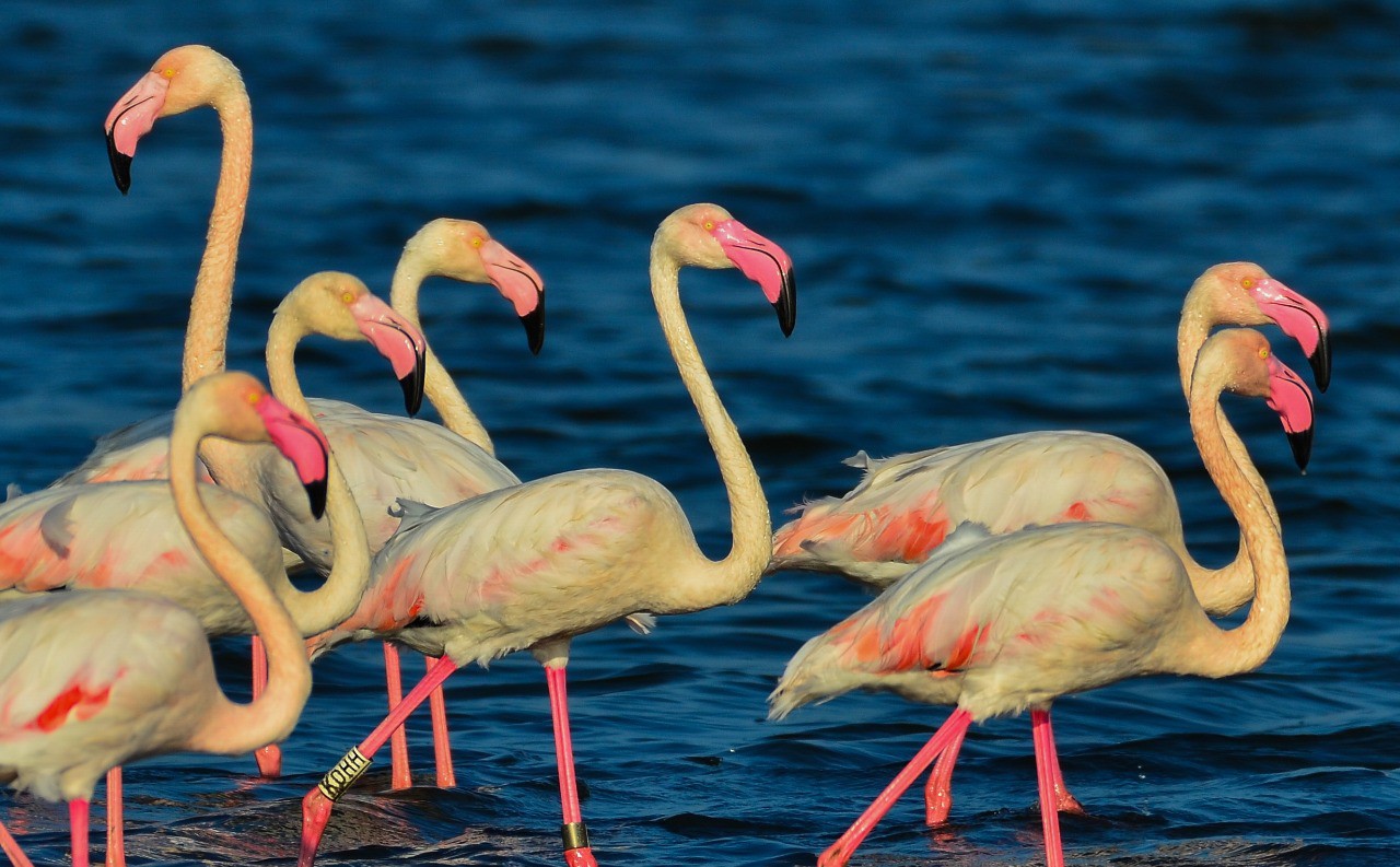 Port Fouad, a natural reserve for flamingos (5)