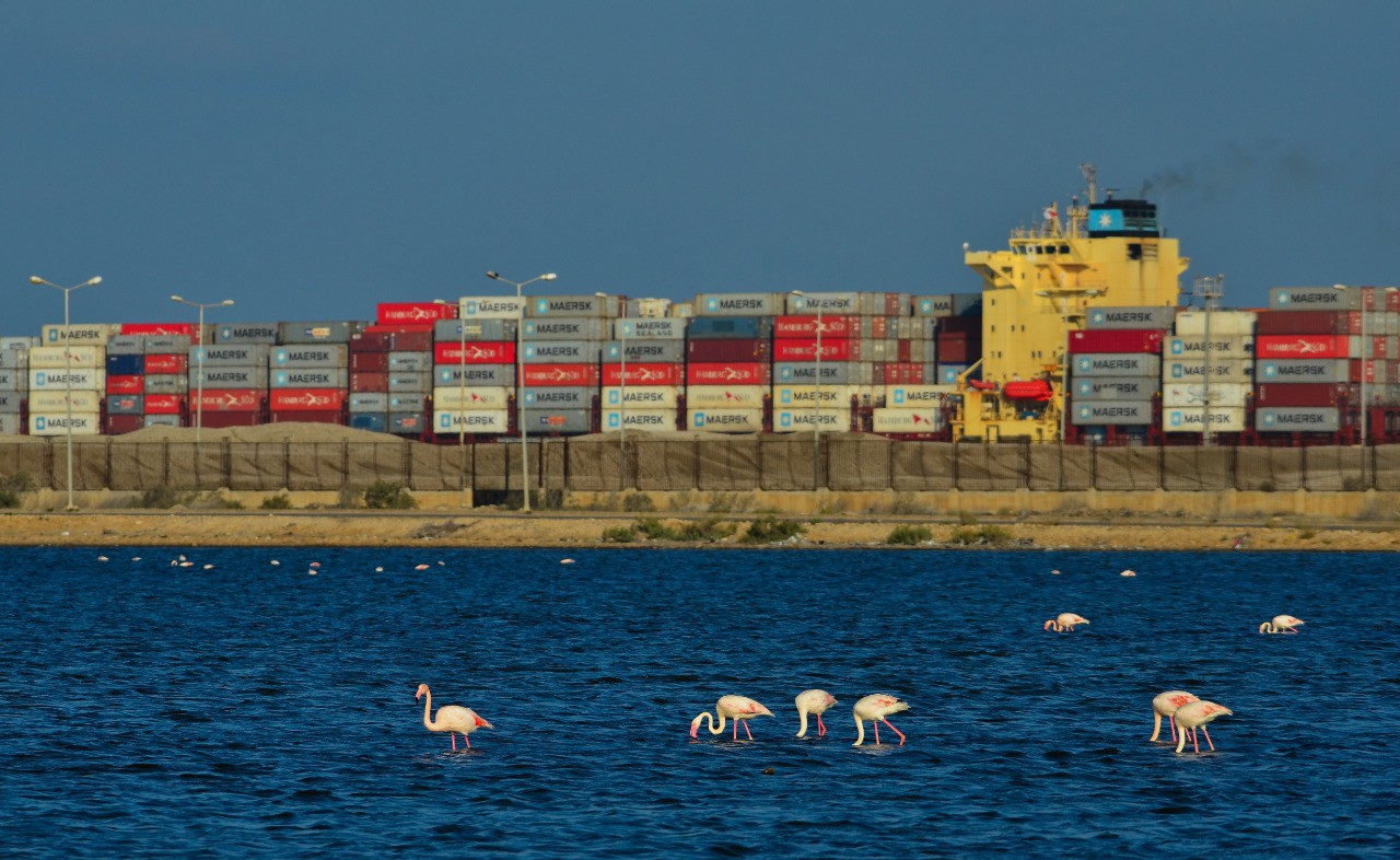 Port Fouad is a natural reserve for flamingos