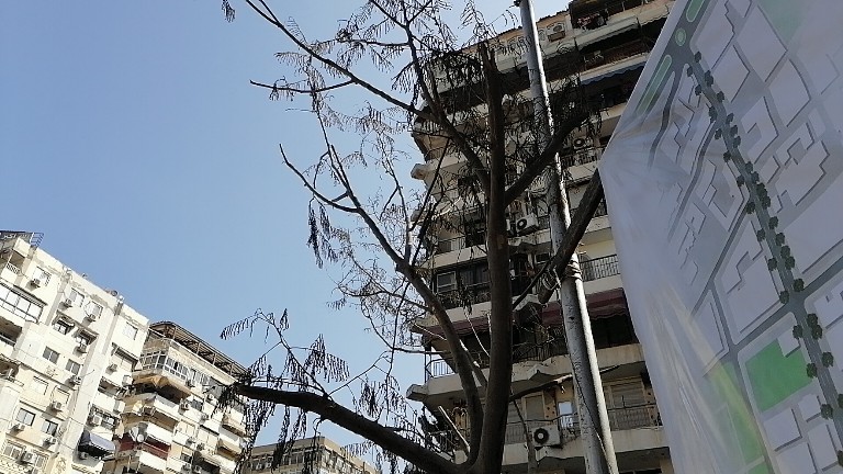 الشجرة بشارع الجمهورية