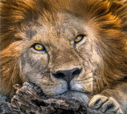 فازت الصورة  التي التقطها روس بوردن بفئة صور الحياة البرية الأفريقية