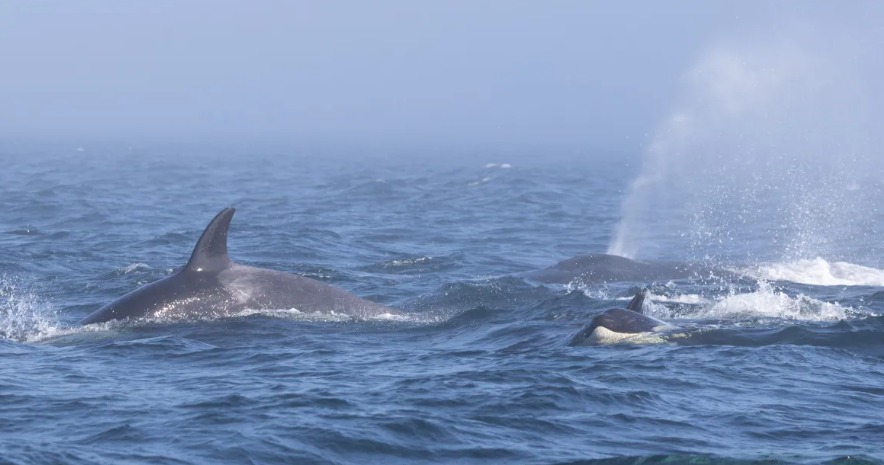 المواجهة بين الحيتان