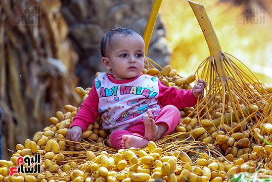 وجود الأطفال اثناء حصاد البلح (2)
