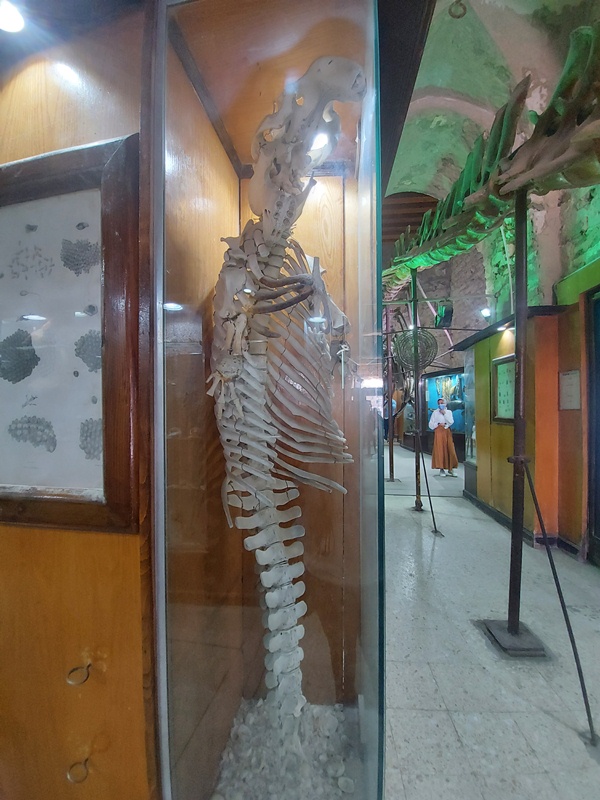 متحف الاسماك المحنطة (3)