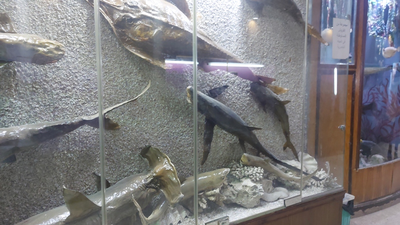 متحف الاسماك المحنطة (1)
