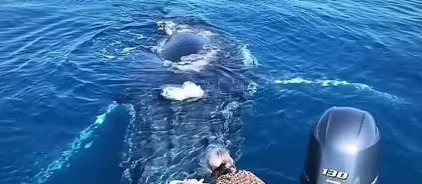 الحوت والسيدة 