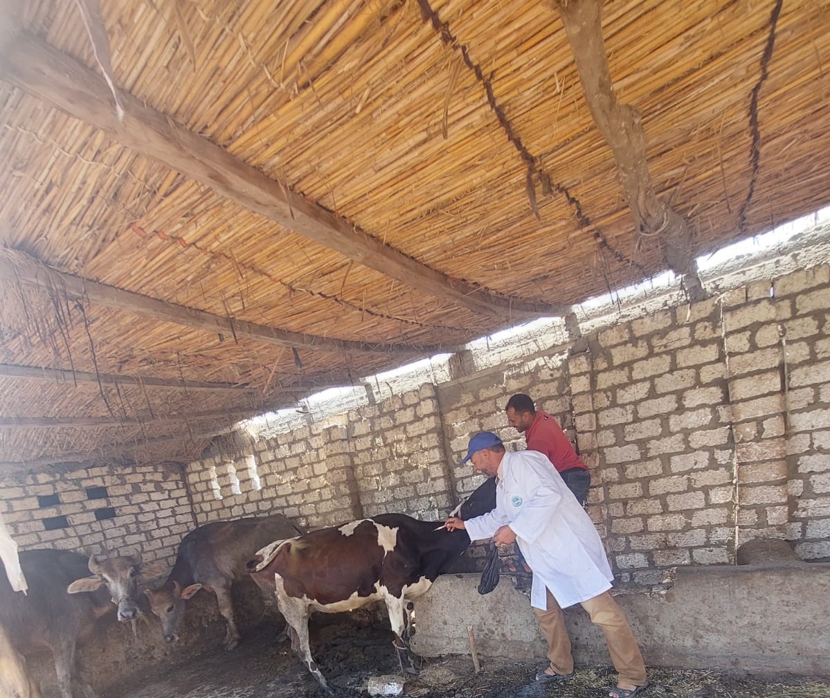 تحصين الماشية بقرى كفر الشيخ