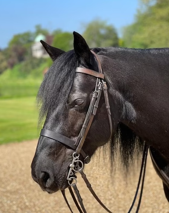 صورة جديدة لحصان الملكة اليزابيث المفضل