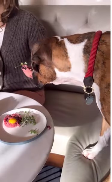 Le chien apprécie un délicieux repas