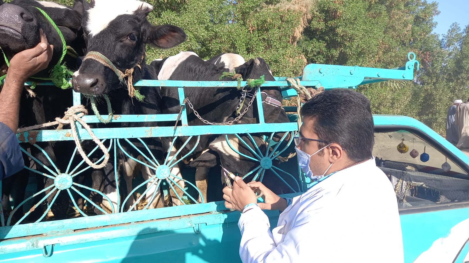 تطعيم الماشية فى سوق الحبيل بالأقصر