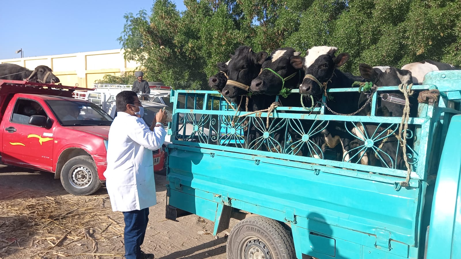 تواصل حملات التحصين فى سوق المواشي بقرية الحبيل