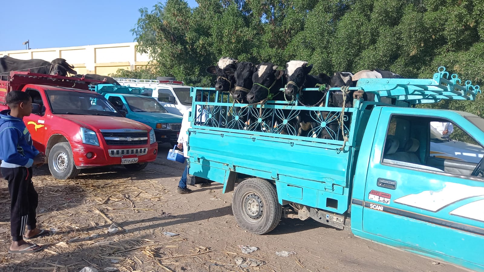 فحص المواشي فى سوق الحبيل للماشية بالأقصر