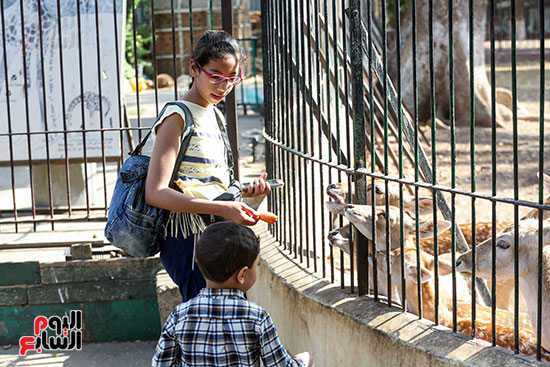 أطفال يقدمون الطعام للحيوانات