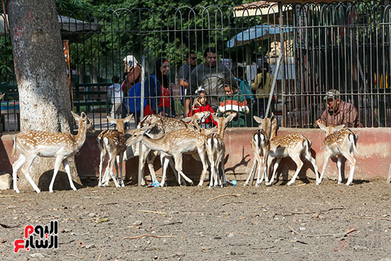 إقبال على حديقة الحيوان بالجيزة للاستمتاع بالحيوانات