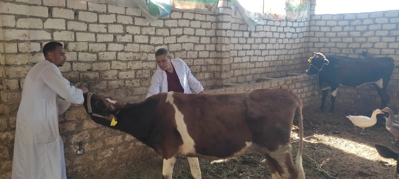 تفاصيل تحصين الماشية فى سوق أبو قليعى بمدينة أرمنت