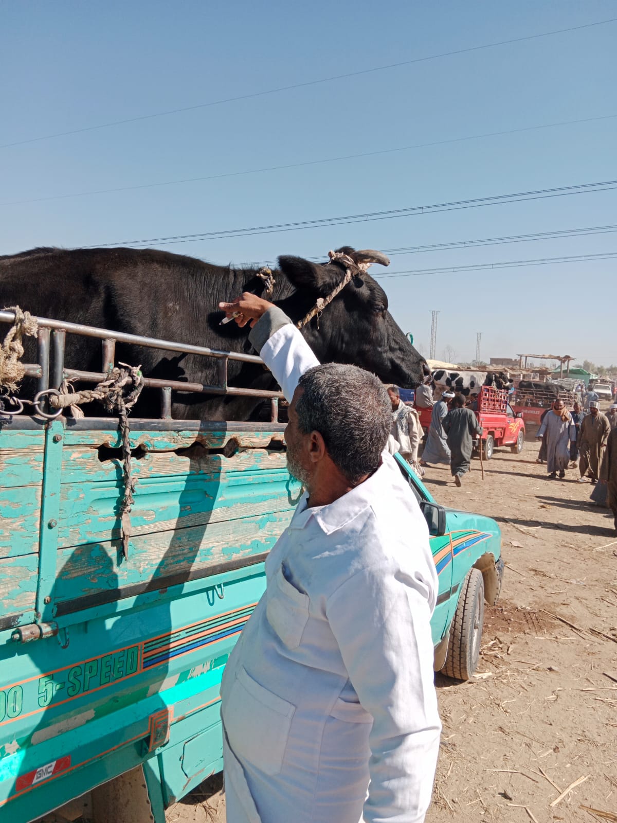 تحصين الماشية ضد الحمى القلاعية وحمى الوادى المتصدع بسوق إسنا