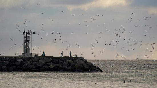 طيور الأطيش تحلق فوق الجزيرة