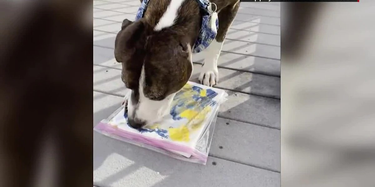 الكلب يرسم بلسانه