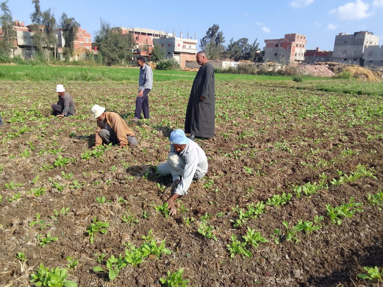 المزارعين يبدأون زراعة البنجر في دمياط