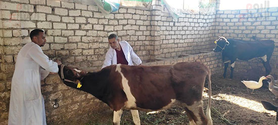 تفاصيل-تحصين-الماشية-فى-سوق-أبو-قليعى-بمدينة-أرمنت