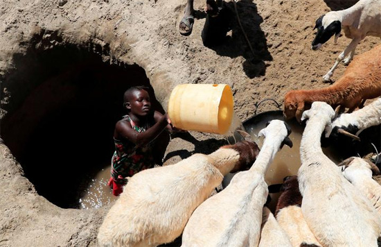 تقديم الماء للحيوانات
