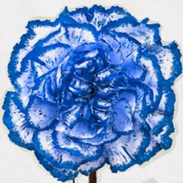 زهرة القرنفل الأزرق