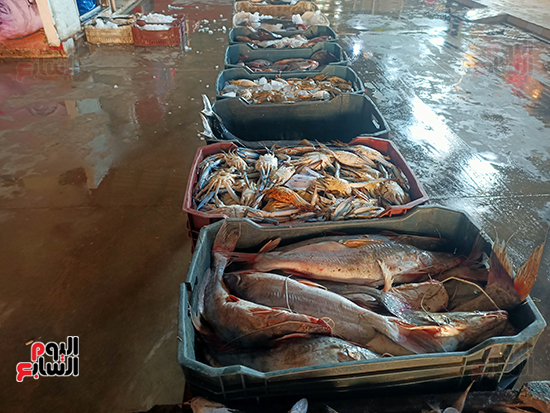 سوق-السمك--(3)