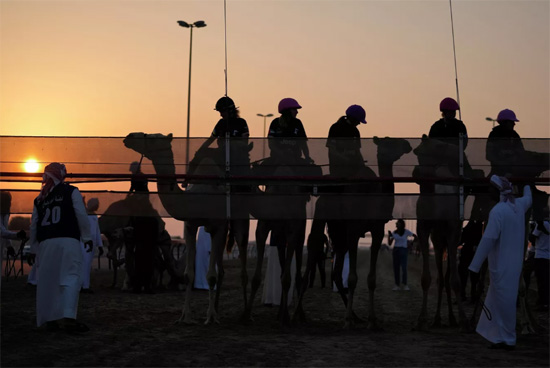فعاليات سباق الهجن فى الإمارات