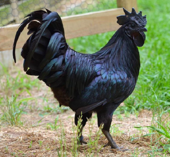دجاجة سوداء
