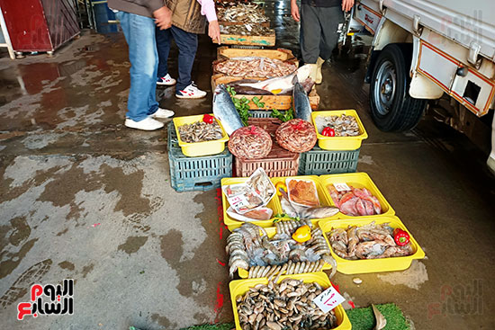 سوق-السمك-بالمنوفية-(2)