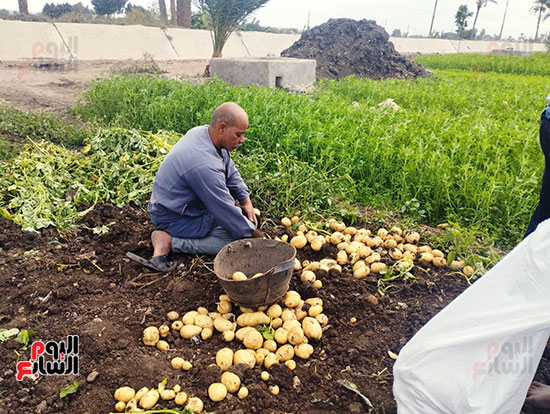 حصاد-البطاطس-(1)