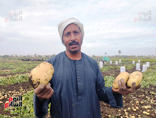 حصاد-البطاطس-بالمنيا-(1)