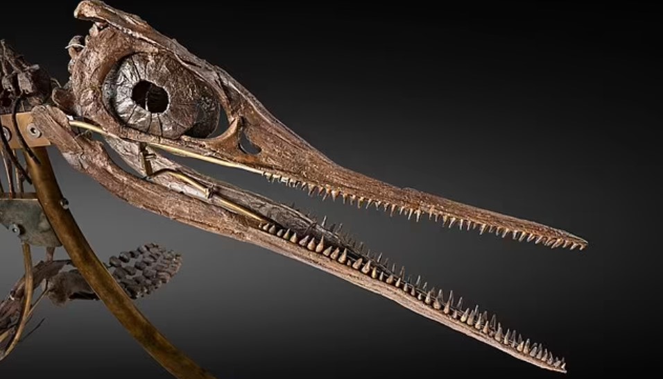 حفرية إكثيوصور عمرها 180 مليون سنة