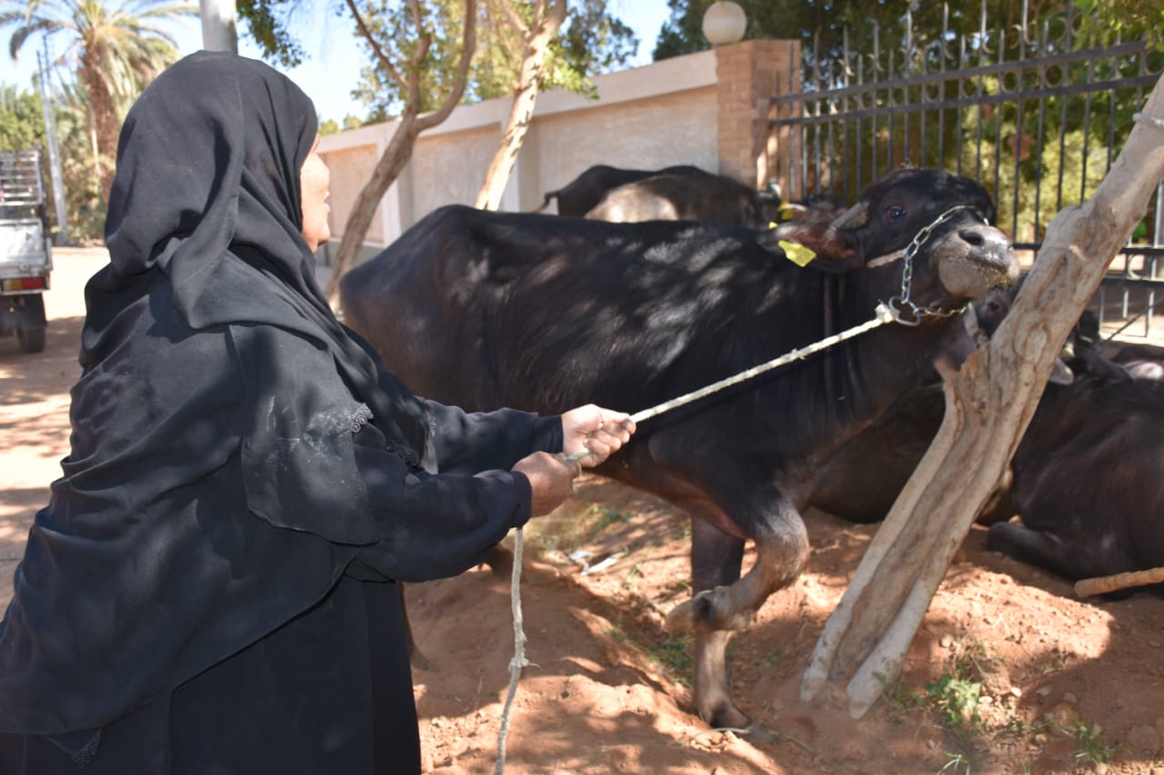 توزيع 35 رأس ماشية مجانا للسيدات الأكثر احتياجا بأسوان (2)