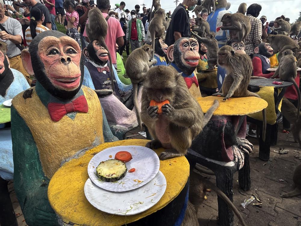 القردة تتناول الطعام فى مهرجانهم السنوى بتايلاند