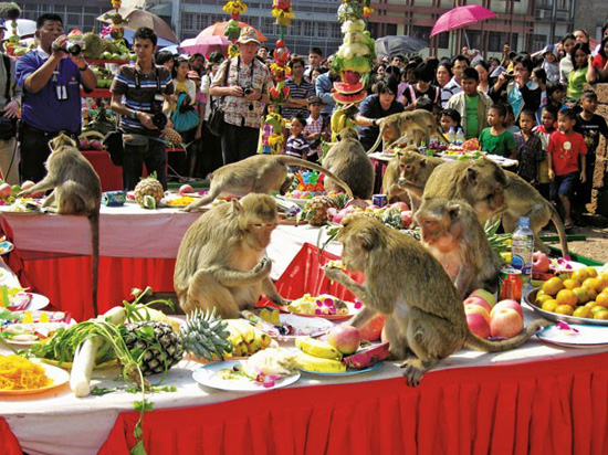المهرجان السنوى للقردة فى تايلاند (5)