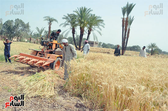 محافظات-مصر-تنطلق-في-موسم-الخيرات-وحصاد-3-ملايين-و600-ألف-طن-قمح-(4)